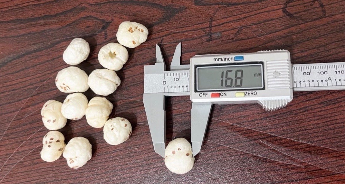5 Suta Makhana measured at 16.8 mm with a digital calliper