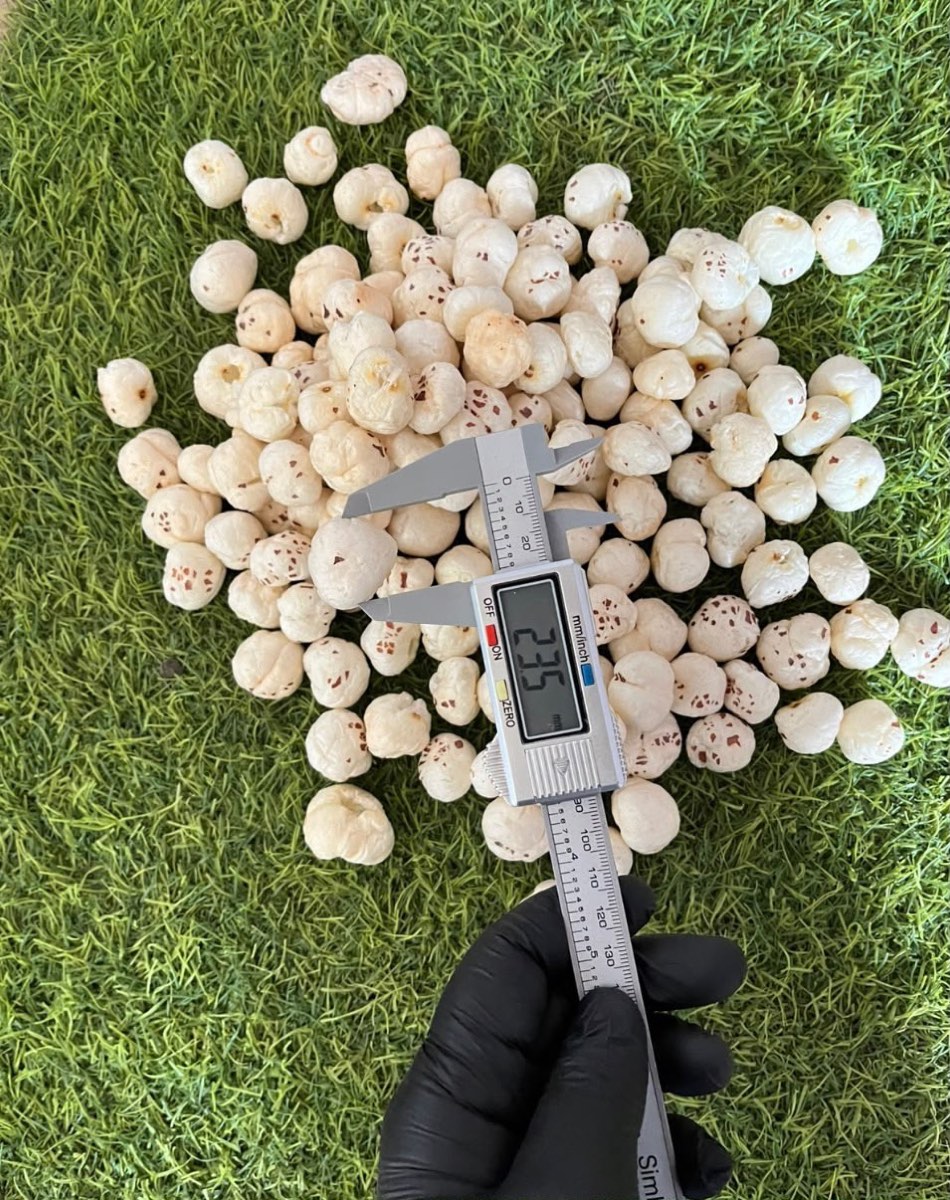 Graded Indian Makhana fox nuts being measured with a digital calliper