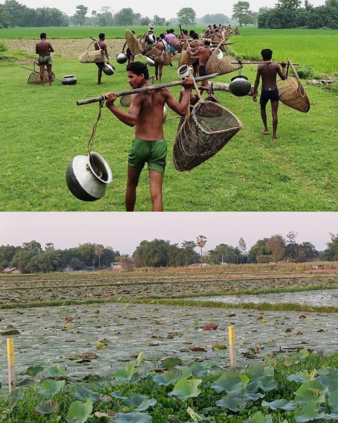 Cultivation stage of Makhana production