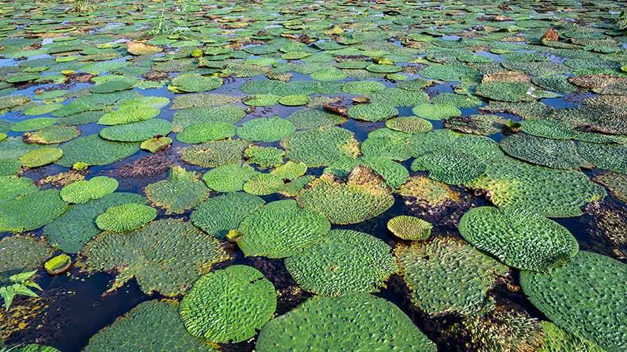 Makhana crop with broad floating leaves covering the water