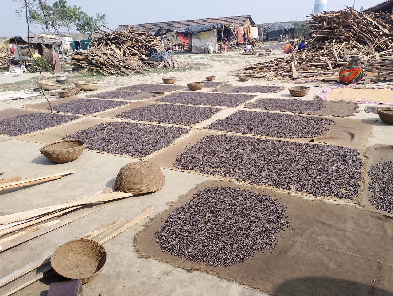 Cleaning and Drying stage of Makhana production