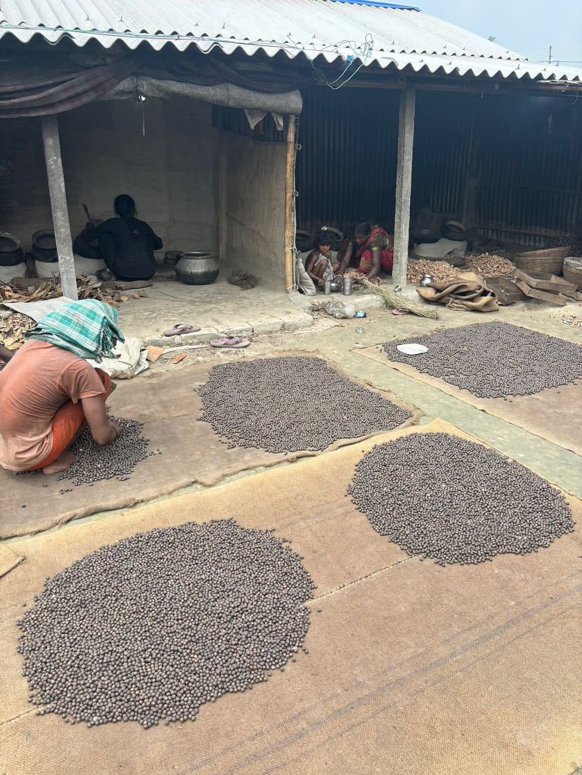 Quality and Packing stage of Makhana production