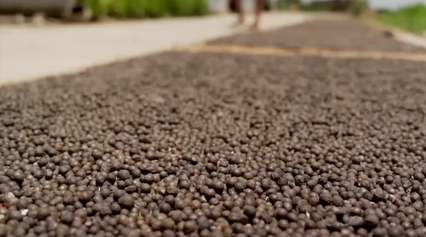 Roasting and Tempering stage of Makhana production