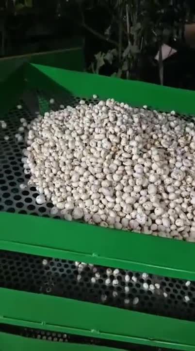 Sorting and Grading stage of Makhana production